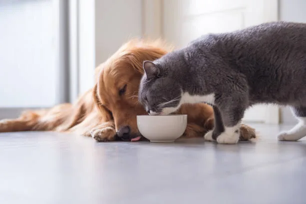 狗狗零食